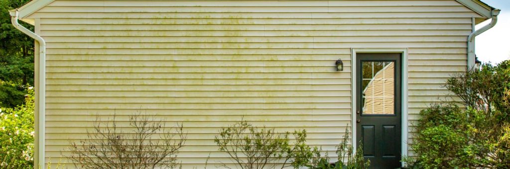 Green algae covering the side of a home with yellow vinyl siding