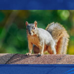 Squirrel on top of a roof